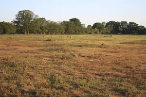 Lohp Prints: View of rough pasture and acid grassland habitat with sheep flock at dawn