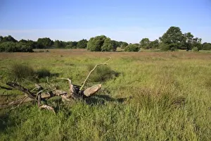 Roydon Prints: View of rough pasture habitat with rushes and decaying tree stump