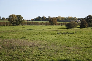Roydon Prints: View of rough pasture, Roydon, Waveney Valley, Norfolk, England, october