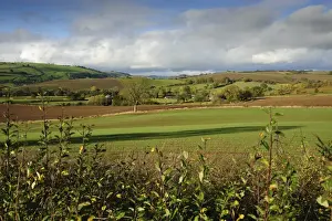 Hedge Row Prints: View of rural landscape with farmland of mixed arable and pasture with hedgerows