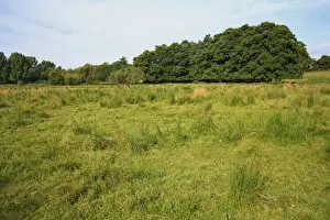 Damp Prints: View of rushes and Common Alder (Alnus glutinosa) growing in wet fen meadow habitat