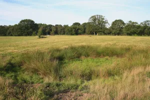 Lohp Prints: View of rushes growing at edge of dry pond in rough pasture and acid grassland habitat