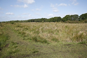 Fenlands Prints: View of rushes growing in river valley fen habitat, Redgrave and Lopham Fen N. N. R
