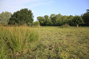 Lohp Prints: View of rushes growing in seasonal dry fen pool