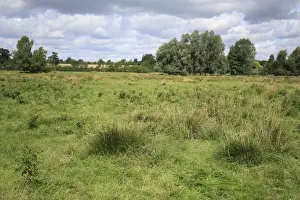 Damp Prints: View of rushes growing in unimproved wet grazing meadow habitat