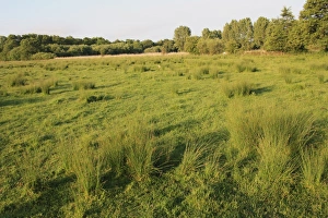 View of rushes growing in wet fen meadow habitat, Little Ouse Headwaters Project, The Lows, Blo Norton