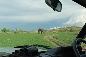Safaris Prints: View through safari vehicle windscreen towards African Elaphant (Loxodonta africana)