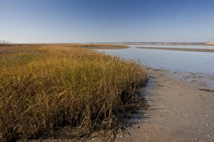 Eastern Seaboard Prints: View of saltmarsh and mudflats habitat