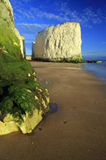 Stacks Prints: View of sandy beach and chalk sea stacks, Botany Bay, Kent, England, may