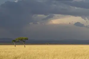 Storm Prints: View of savannah habitat with acacia trees and approaching thunderstorm