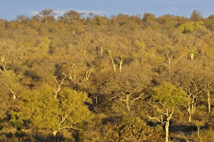 Balule Prints: View of savannah habitat, Balule Nature Reserve, Limpopo Province, South Africa