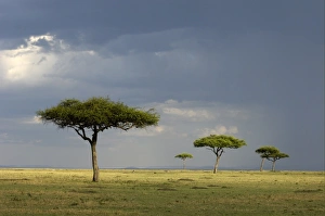 Mara Prints: View of savannah habitat with rainclouds, Masai Mara, Kenya