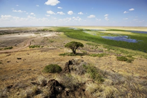 Grasslands Prints: View of savannah and marshland habitat, Lookout Hill, Amboseli N. P. Kenya, February