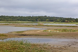 Scrape Prints: View across scrape from East Hide, Minsmere RSPB Reserve, Suffolk, England, september