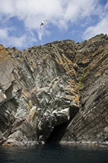 Rugged Prints: View of sea cave and cliffs, Bressay, Shetland Islands, Scotland, June