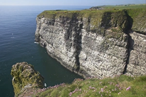 Grampian Prints: View of sea cliffs with seabird colony
