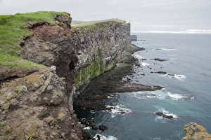 Site Prints: View of seabird nesting cliffs, Latrabjarg, Iceland, June