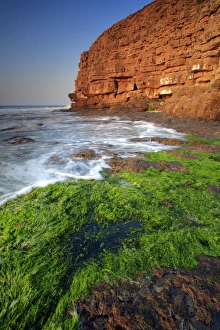 Quarry Prints: View of seaweed on rocky beach and old quarry on cliffs at dawn
