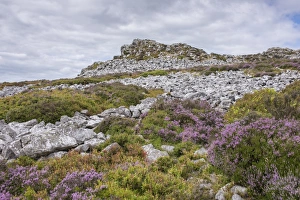 View of shattered rock on quartzite ridge and hill, Stiperstones, Shropshire, England, August