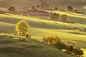 Autumnal Prints: View of sheep flock and cattle herd grazing on backlit pasture at dawn