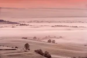 Sunrise Prints: View of sheep flock on frost covered pasture in mist at sunrise
