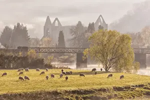 Sunrise Prints: View of sheep flock grazing in pasture and Cistercian abbey ruins at sunrise