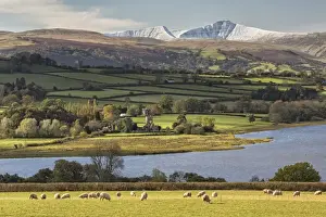 Distance Prints: View of sheep grazing in pasture