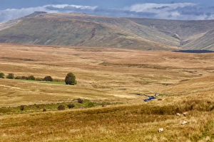 Moorland Prints: View of sheep grazing and stream in upland habitat