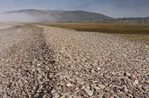 View of shingle bank spreading inland as sea levels rise, with saltmarsh habitat developing behind it