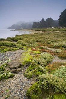 View of shore habitat on river estuary, with cattle herd in background, Orwell Estuary, Suffolk, England, october