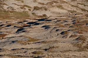 View of shortgrass prairie habitat, West Bloc, Grasslands N. P. Southern Saskatchewan, Canada, october