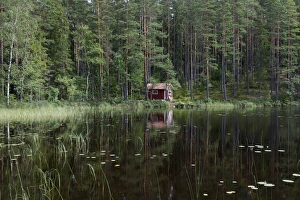 Coniferous Prints: View of small cottage in coniferous forest beside lake, Vastmanland, Sweden, july