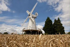 Mills Prints: View of smock mill and wheat field, Woodchurch Windmill, Kent, England, july