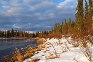 View of snow covered boreal forest habitat at edge of river in early spring, Kanuti National Wildlife Refuge