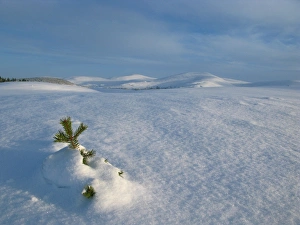 Saplings Prints: View of snow covered conifer sapling in upland habitat