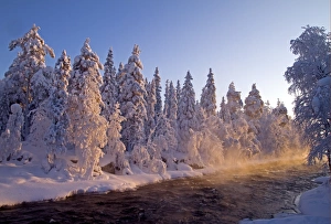 Oulu Prints: View of snow covered coniferous forest at edge of river