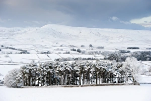 Editor's Picks: View over snow covered farmland and conifer trees