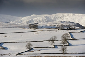 Flock Prints: View of snow covered farmland with drystone walls