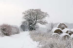 Wintery Prints: View of snow covered lane and round straw bales, Postwick, Norfolk, England, december