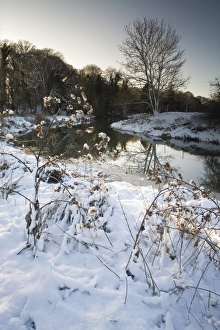 River Bank Prints: View of snow covered riverbank, River Gipping, Bramford, Suffolk, England, december