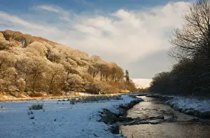 Sun Light Prints: View of snow covered riverbank with trees in late afternoon sunshine