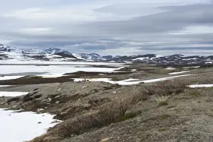 Mine Prints: View of snow covered tundra habitat on regenerated former mining area in summer