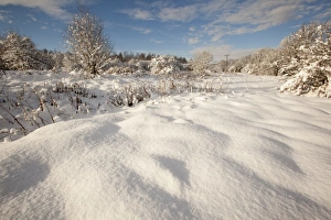Christmas Prints: View of snow covered urban park