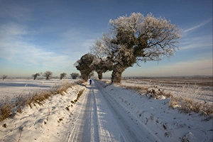 Oaks Prints: View of snow and frost covered farmland