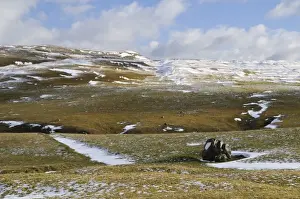 Boulders Prints: View of snow on hillside dotted with boulders deposited by glaciers