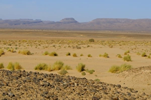 Saharan Prints: View of sparse vegetation in sand at edge of desert, Sahara, Morocco, january