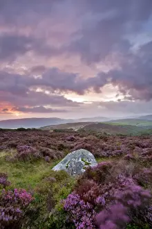 Stones Prints: View of standing stone with flowering heather being blown in wind on moorland at sunrise