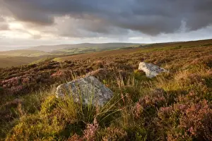 Stones Prints: View of standing stones with flowering heather on moorland at sunrise