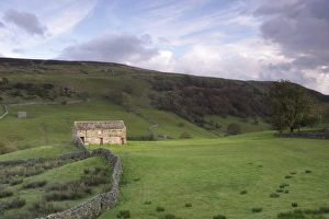 View of stone barn, drystone walls and hillside, Keld, Swaledale, Yorkshire Dales N. P. North Yorkshire, England, october