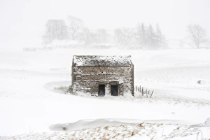 Blizzard Prints: View of stone field barn during snowstorm, Cumbria, England, March